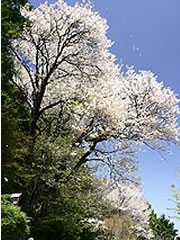 中辺路の秀衝桜