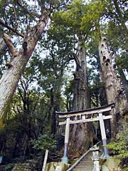 野中の一方杉