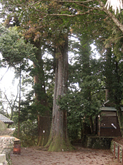 住吉神社の大杉1