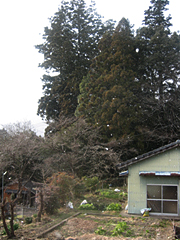 住吉神社の大杉2
