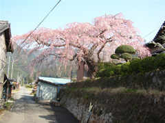 しだれ桜の名木