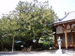 松雲寺の柏慎