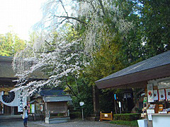 しだれ桜