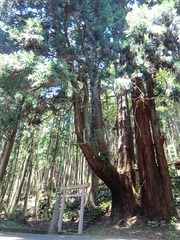 甲明神社の大杉、いちいがし