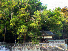 熊野三所神社の社叢1