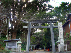 熊野三所神社の社叢2