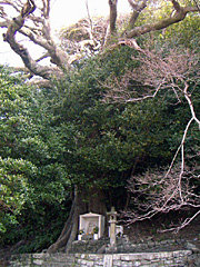 江住薬師のムクの木1