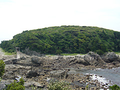 江須崎島の樹木