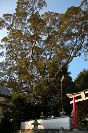 安宅八幡のイチイガシ1