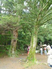 祥源禅寺の栢1