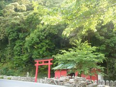 八坂神社の社叢