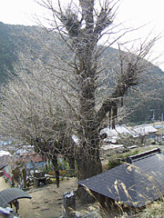 子授け公孫樹2
