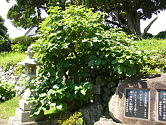 御綱柏2