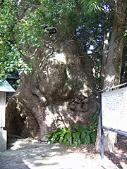宮の大楠1