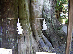柏慎2