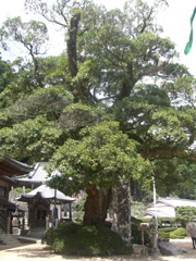 イヌグスの大木