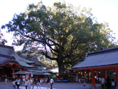 那智の樟