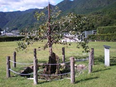 柿の古木