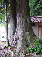 椙吉神社の大杉2