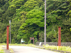 ホルトノキ