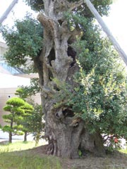 うばめ樫の木