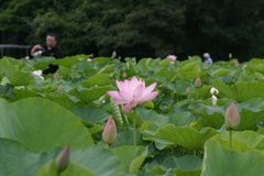 大賀ハス