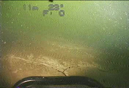 T1