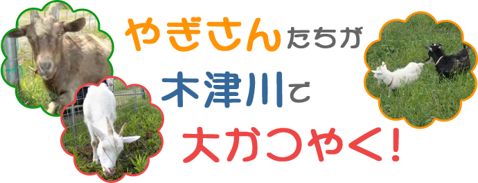 やぎさんたちが木津川で大かつやく！