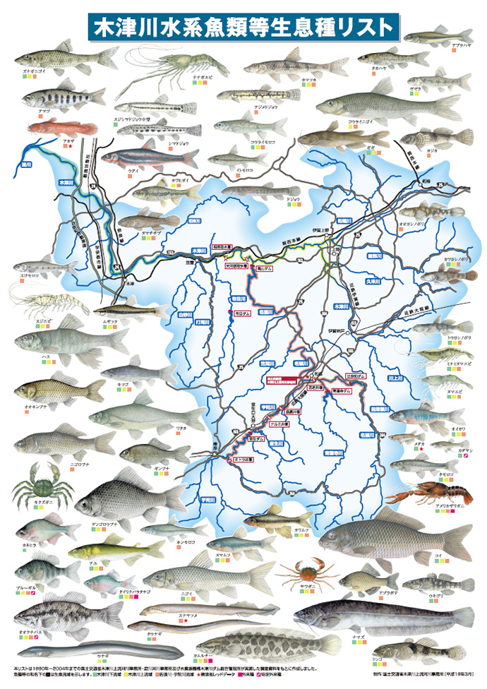 木津川上流域の代表的な魚