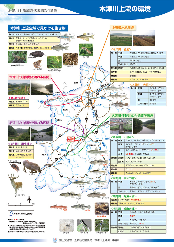 木津川上流域の代表的な生き物