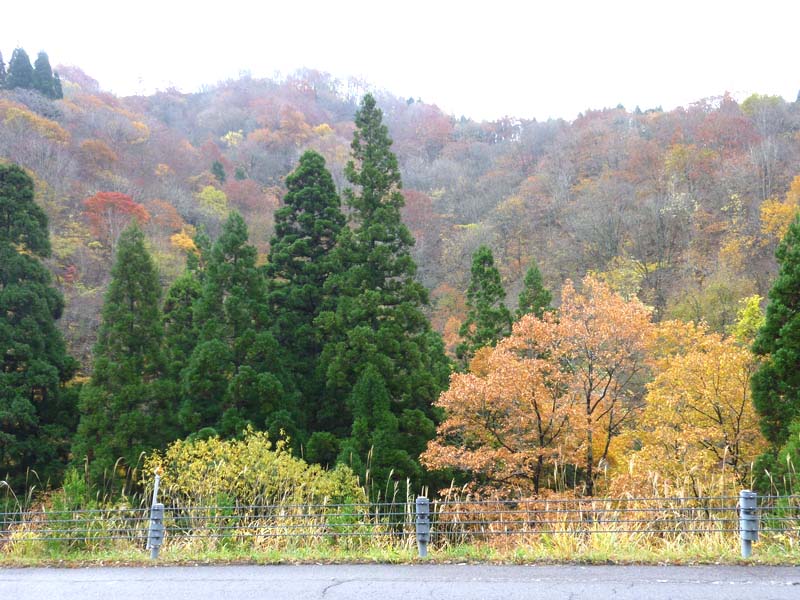 油坂峠付近