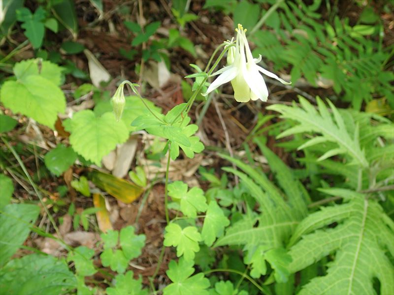 キバナノヤマオダマキの写真