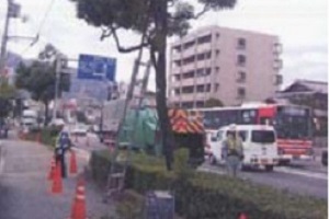 街路樹の剪定