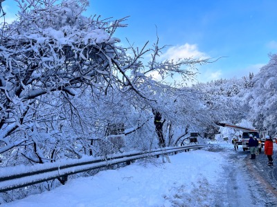 2023年1月大雪　倒木処理