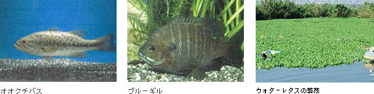 �I�I�N�`�o�X�A�u���[�M���A�E�H�[�^�[���^�X