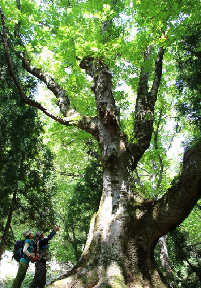 サムネイル画像その9