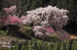 本郷の瀧桜（又兵衛桜）画像