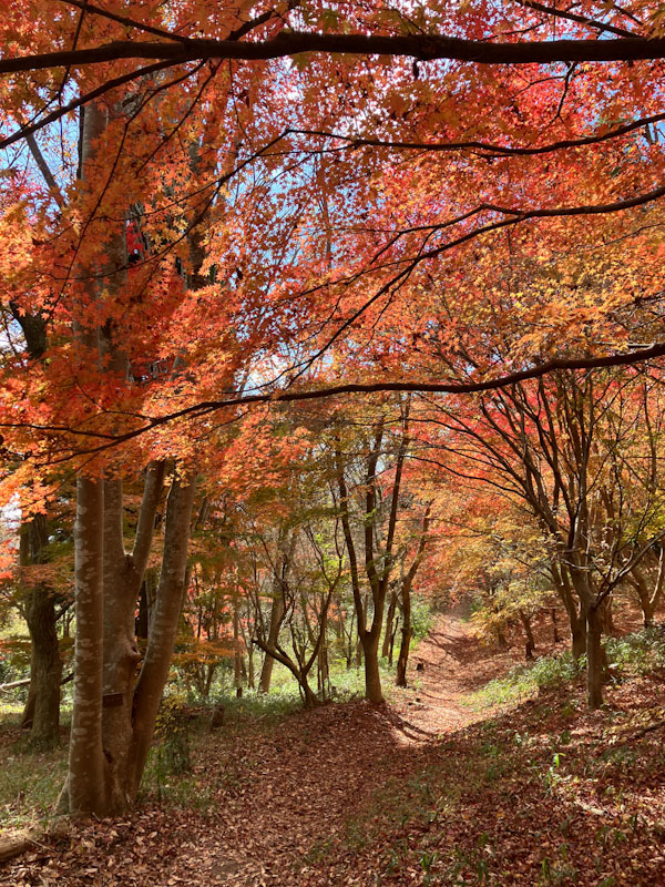 �����̗l�q(�ʐ^)