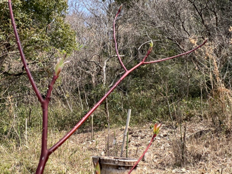 �����̗l�q(�ʐ^)