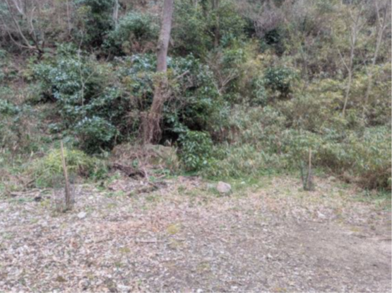 �����̗l�q(�ʐ^)