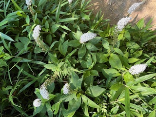活動の様子(写真)