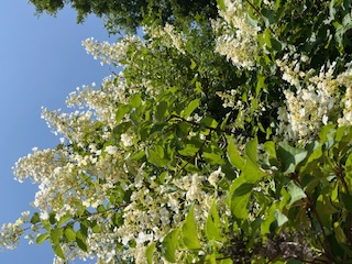 活動の様子(写真)