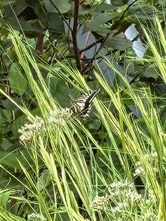活動の様子(写真)