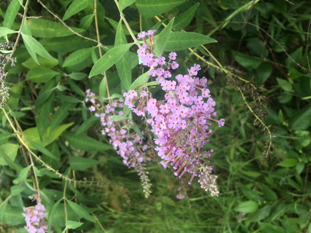活動の様子(写真)
