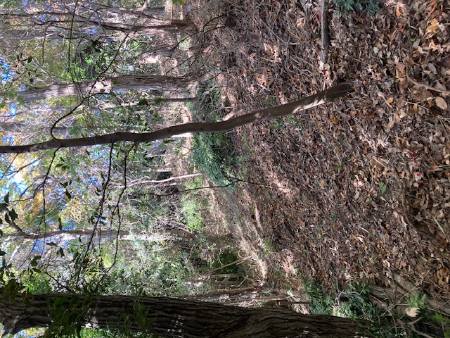 �����̗l�q(�ʐ^)