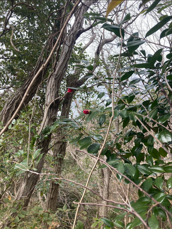 �����̗l�q(�ʐ^)