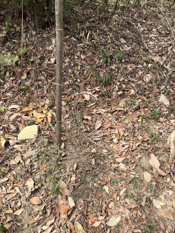 �����̗l�q(�ʐ^)