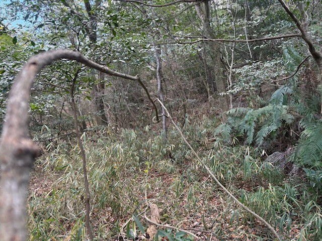 �����̗l�q(�ʐ^)