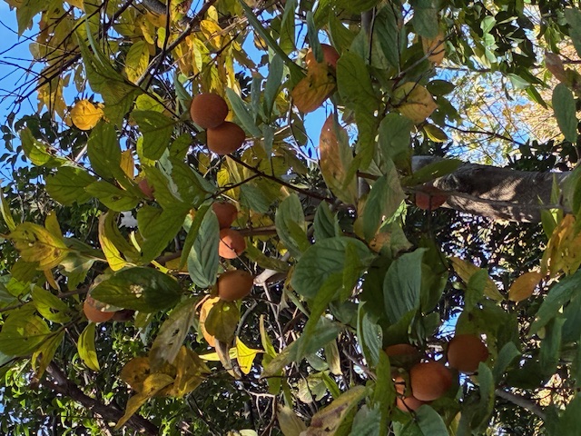 �����̗l�q(�ʐ^)