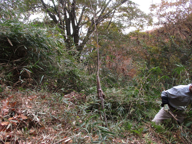 �����̗l�q(�ʐ^)